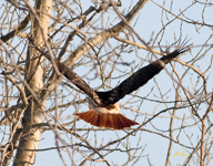 Red tailed Hawk